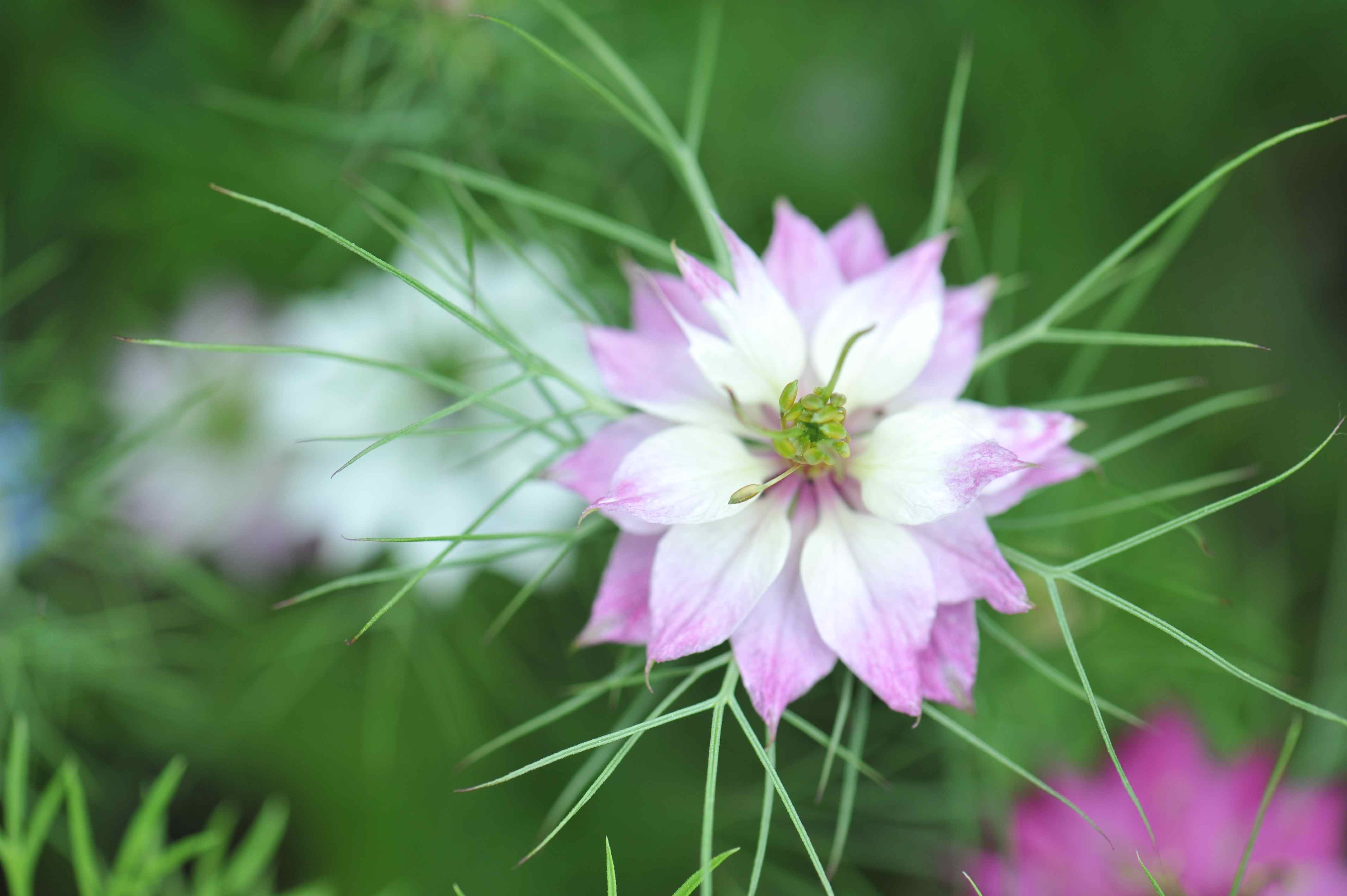 Top 10 Most Popular Flowers to Plant in Your Garden.