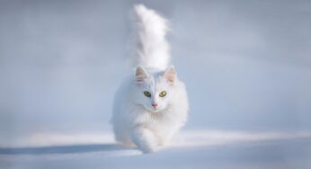 Top 10 Most Expensive Cats in The World