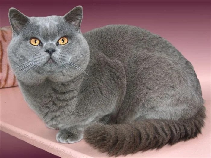 British Shorthair .