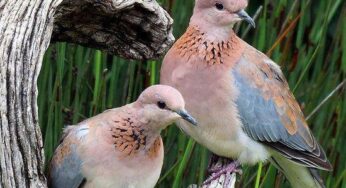 Top 10 Extreme Animals on Animal Planet
