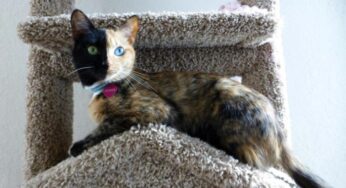 Top 10 Photos of the Most Famous Cat on Earth