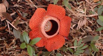 Top 10 Strangest and Most Amazing Flowers in The World