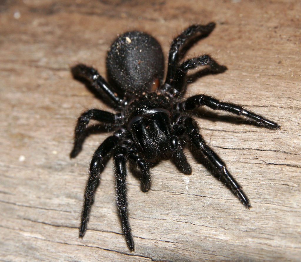 Top 10 Most Poisonous Spiders in The Whole World – TopTeny Magazine