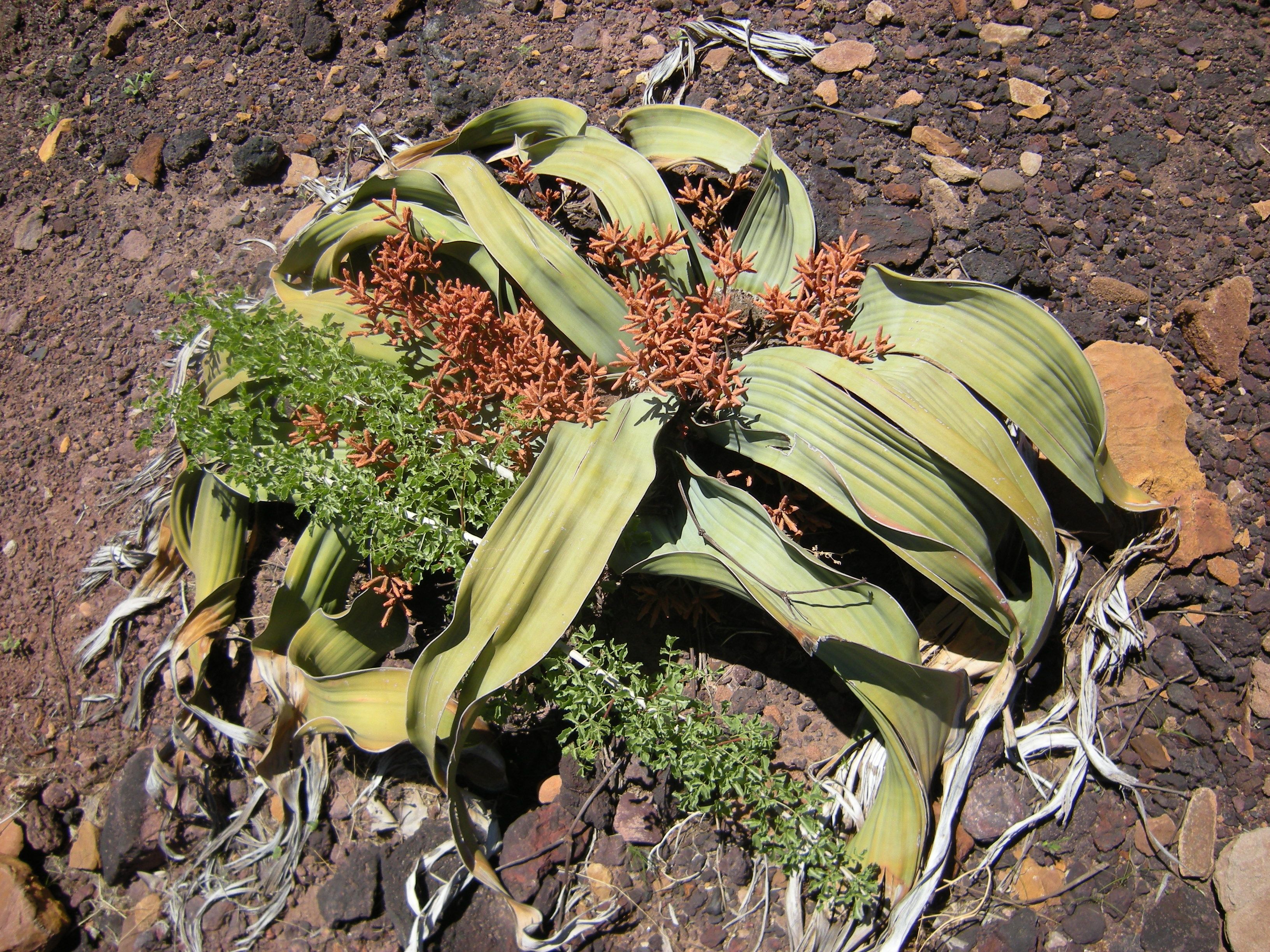 Top 10 Most Endangered Plants on Earth