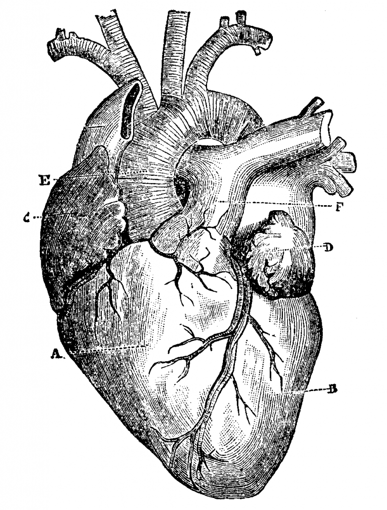 Top 10 Most Interesting Facts About Human Heart – TopTeny Magazine