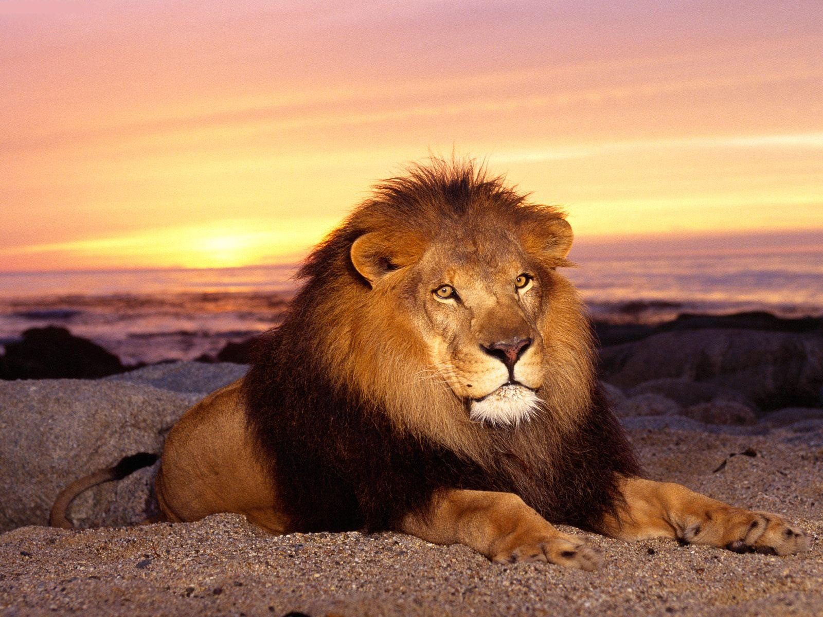 Top 10 Interesting Facts About Lions
