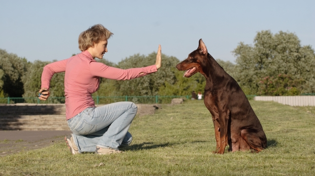 Fetching The Perfect Dog Trainer - Getting The Best for You and Your Dog -  Dogwise