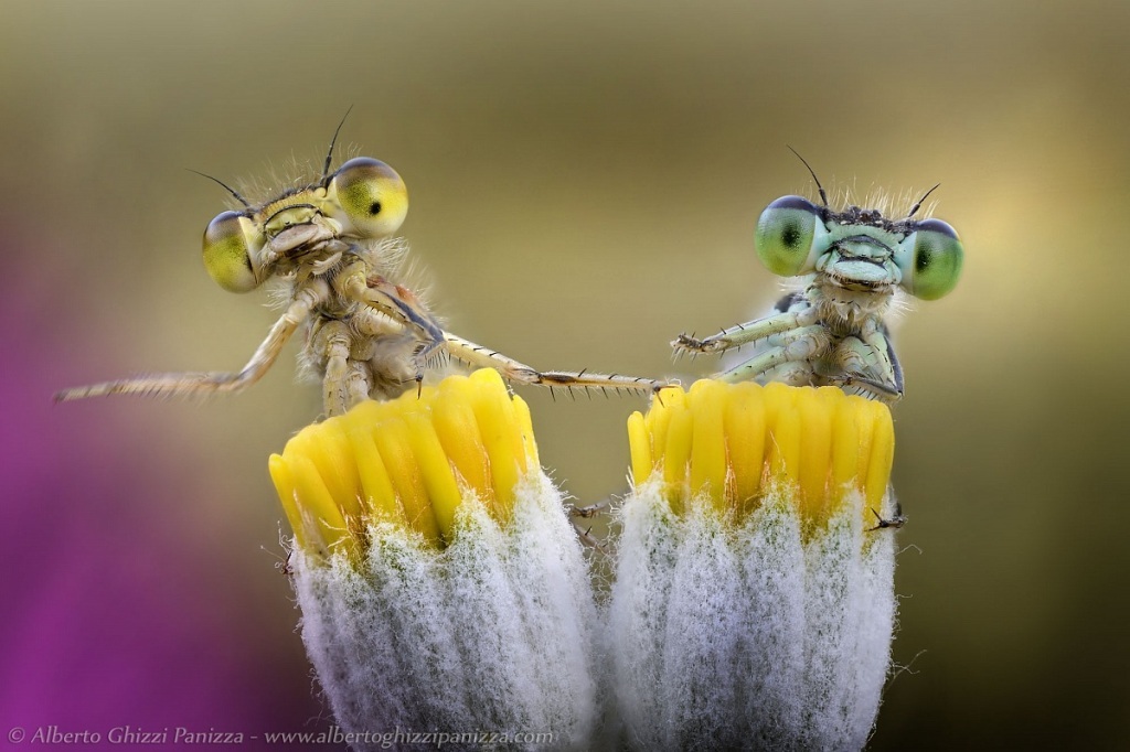 Top 10 Best Macro Photographers In The World Topteny Com
