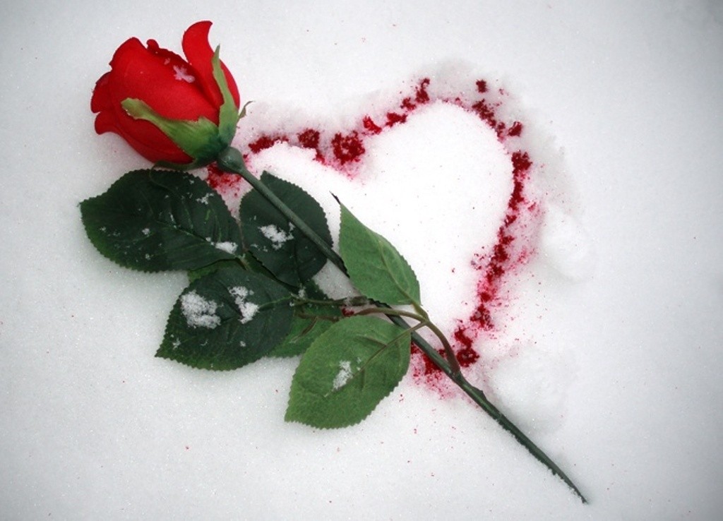Зама сердце. Розы на снегу. Розы зимой. Розы в сердце.