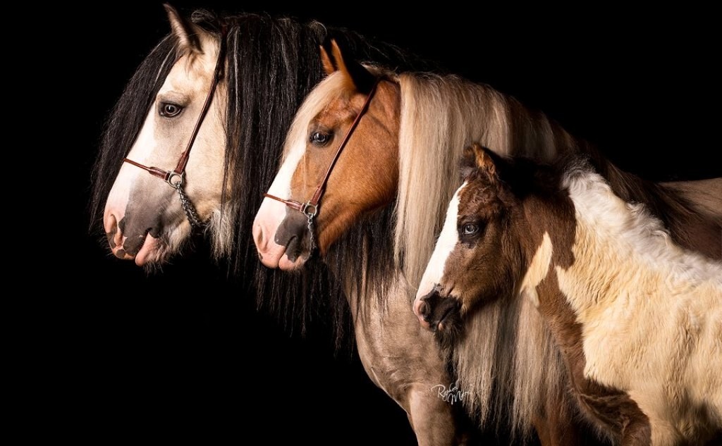 Horse family. Две лошади. Семья лошадей. Фотография семи коней.