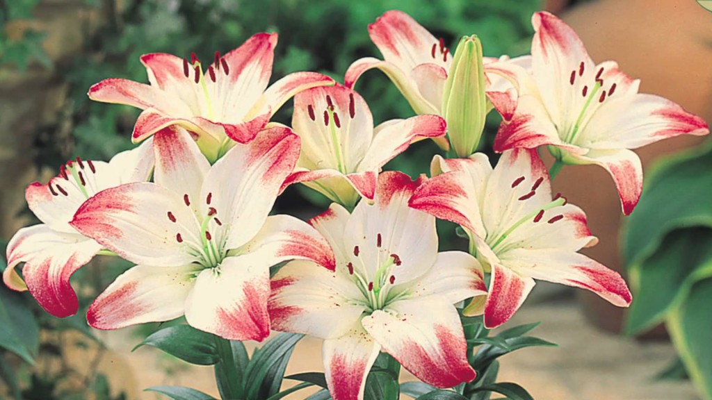 Floral Favorites Planting the 10 Most Popular Flowers to Brighten Your