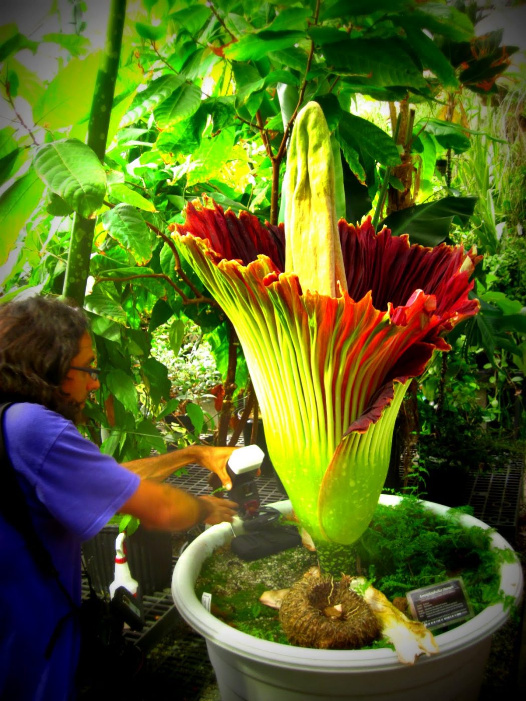 Top 10 Scary Flowers That Will Make You Sleep No More