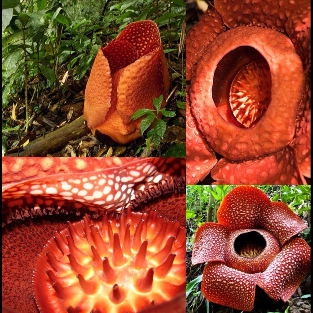 Top 10 Scary Flowers That Will Make You Sleep No More Topteny Magazine