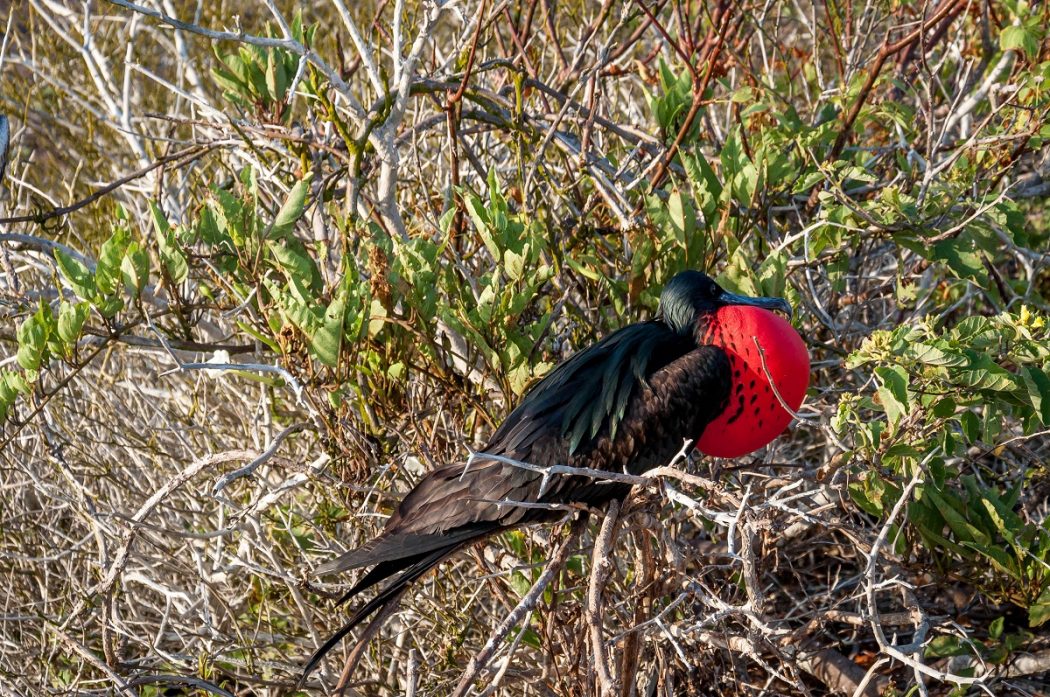 Top 10 Rarest Unusual Birds of the World – TopTeny Magazine