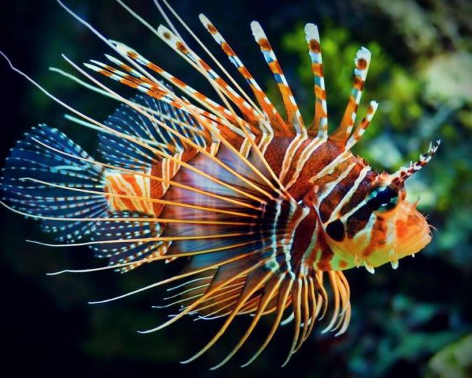 Top 10 Most Poisonous & Dangerous Fishes in The World | TopTeny.com