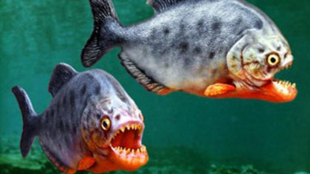 Top 10 Most Poisonous And Dangerous Fishes In The World Topteny Magazine