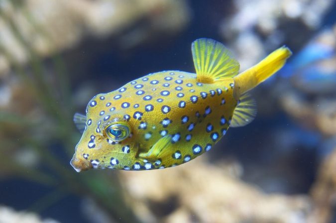 Top 10 Most Poisonous & Dangerous Fishes in The World – TopTeny Magazine