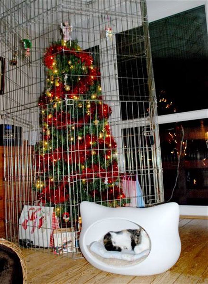 Top 10 Smartest Ways to Protect Christmas Trees from Pets TopTeny