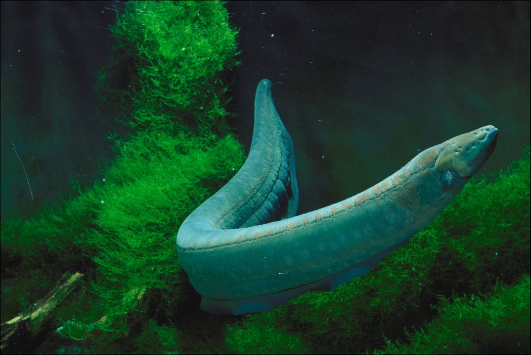 Deadly Beauty: Exploring the 10 Most Poisonous Fishes in Aquatic Realms