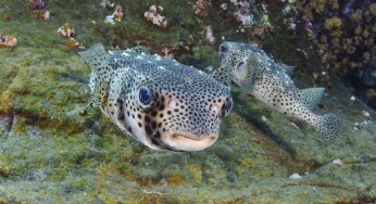 Top 10 Most Poisonous & Dangerous Fishes in The World