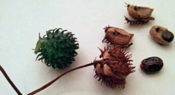 Top 10 Most Lethal Poisons History Has Known