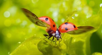 Top 10 Weirdest Zombie Insects in the World