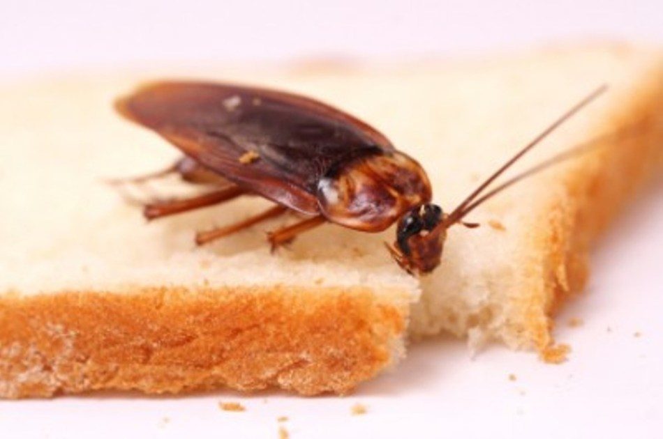 Top 10 Foods That Roaches Eat and Like TopTeny Magazine