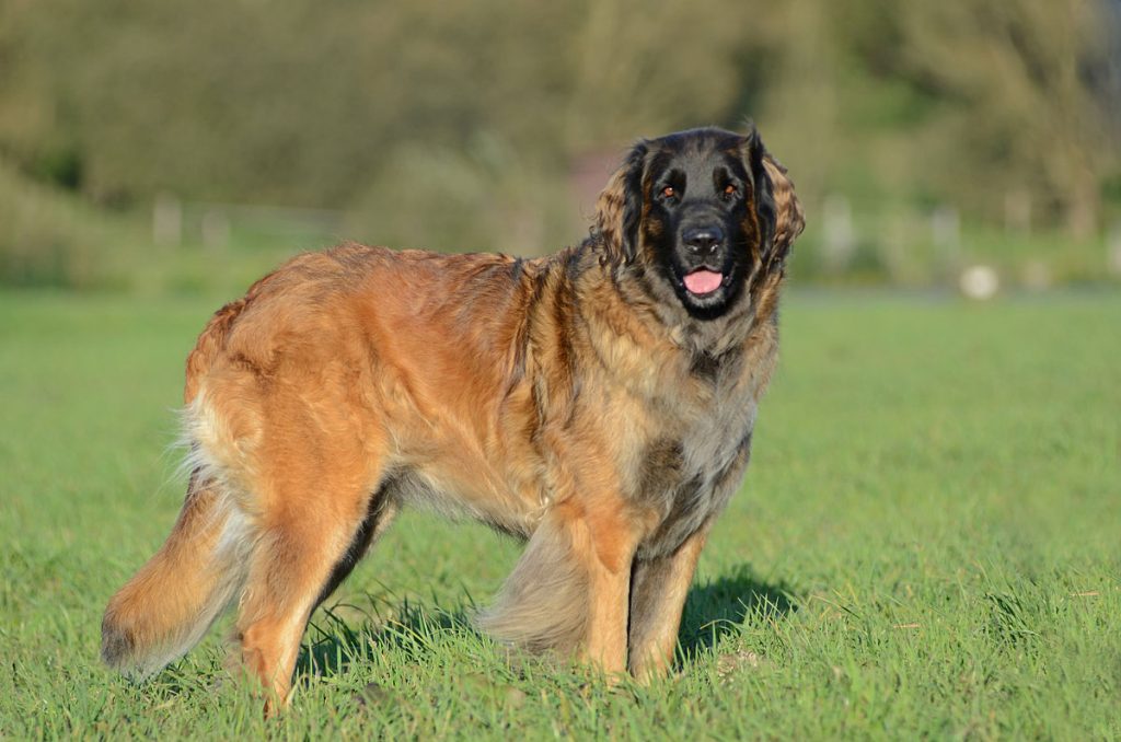 Top 10 Dog Breeds That Look Like Lions | TopTeny.com