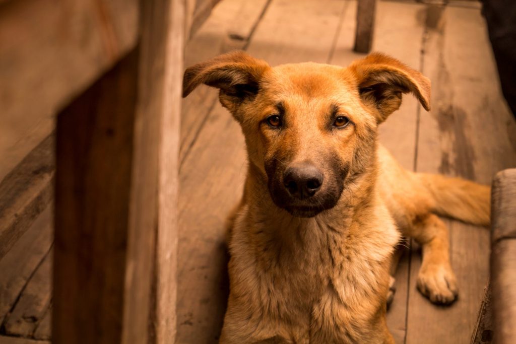 Top 10 Dog Breeds That Look Like Lions – TopTeny Magazine