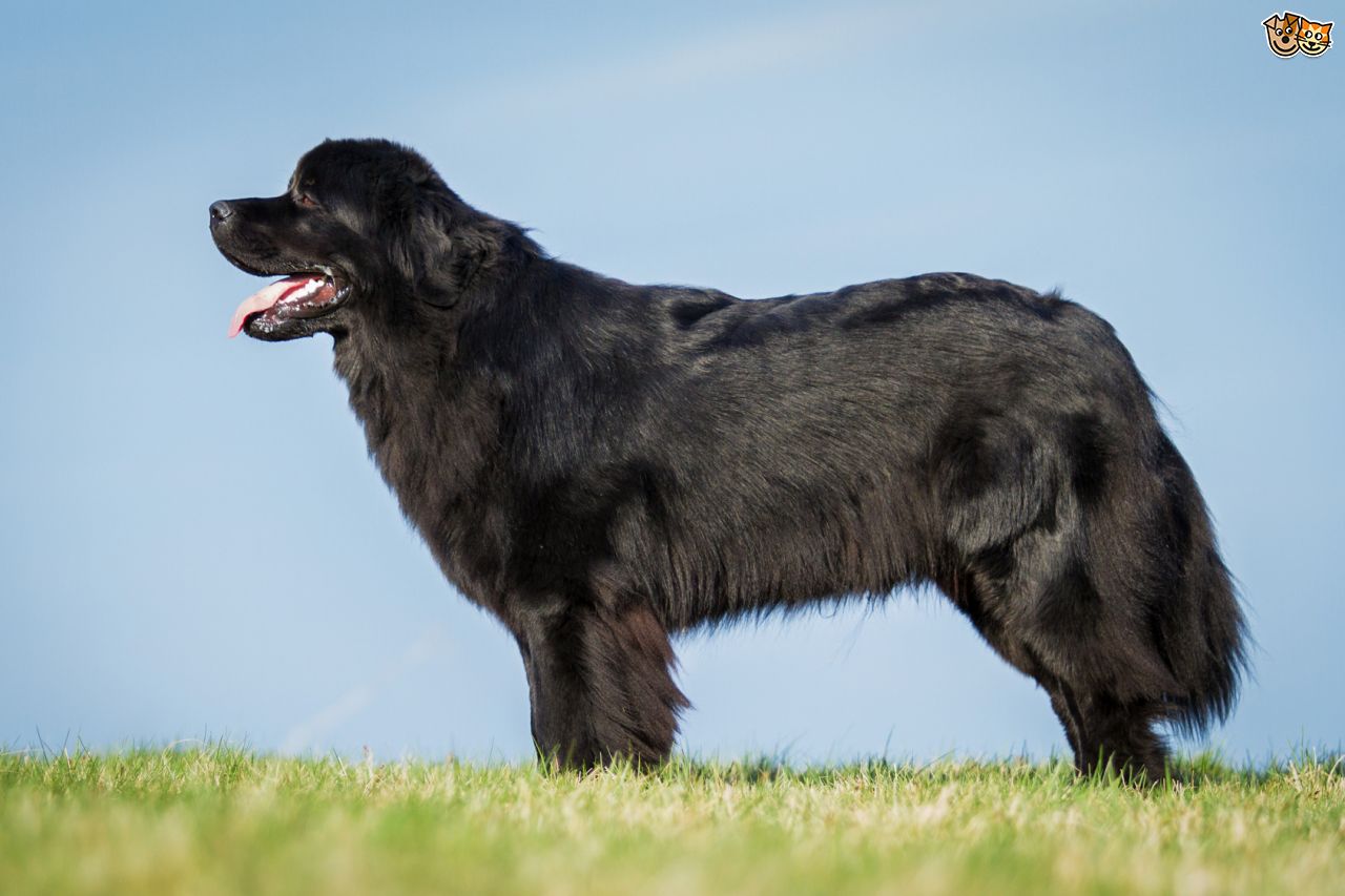 Большая Черная Собака Порода