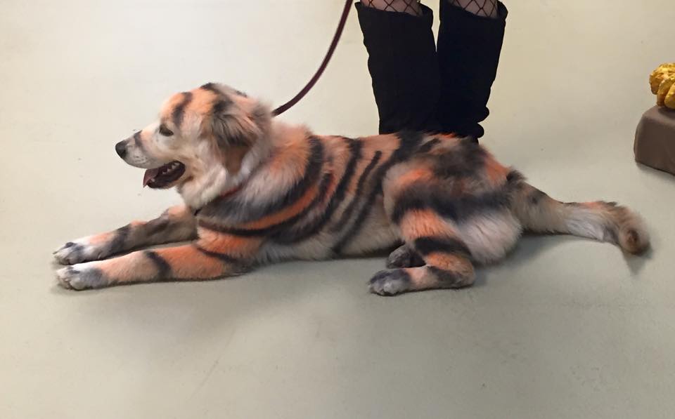 what dogs look like tigers