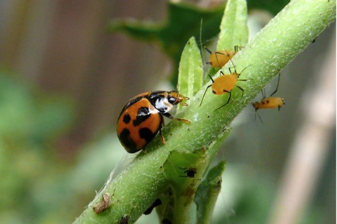 Top Methods of Pest Control – TopTeny Magazine