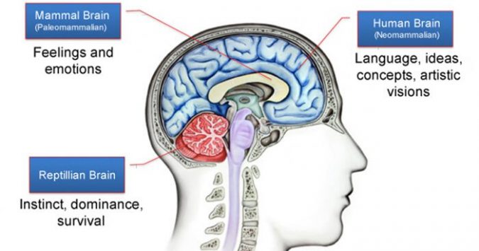 In the Human Nature: Decoding 10 Instinctive Behaviors We All Share