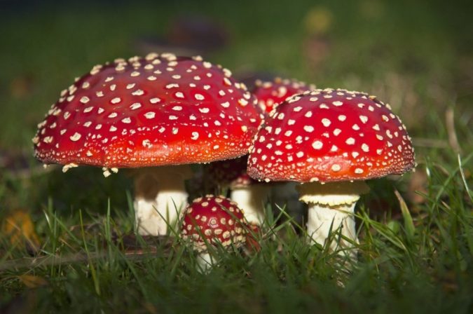 Top 10 Most Expensive Mushrooms in the World – TopTeny Magazine