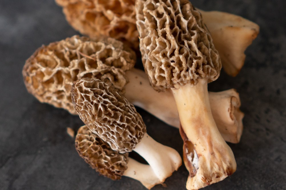 top-10-most-expensive-mushrooms-in-the-world