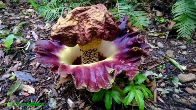 Top 15 Strangest Plants in the World