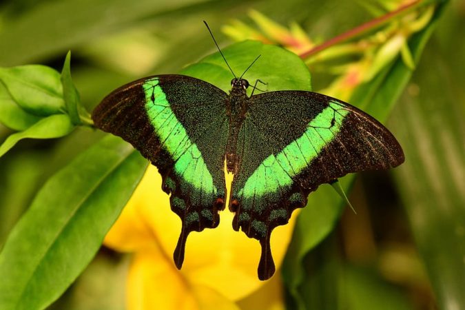 Top 10 Most Colorful Insects in the World – TopTeny Magazine