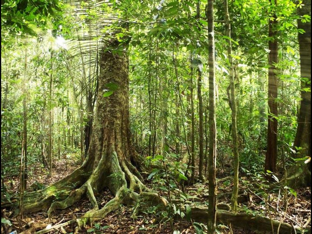 Top 10 Countries with the Largest Forest Area – TopTeny Magazine