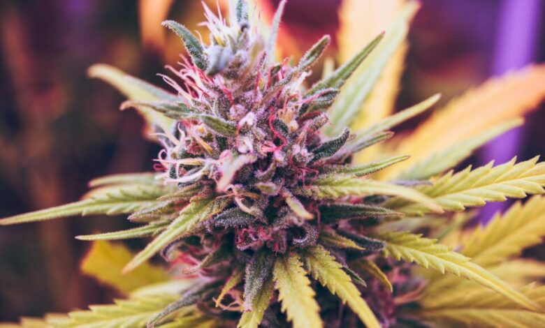Budget-Friendly Cannabis Cultivation