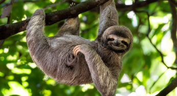 The World’s 100 Strangest and Weirdest Animals