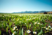 Top 7 you need to know about Buckwheat