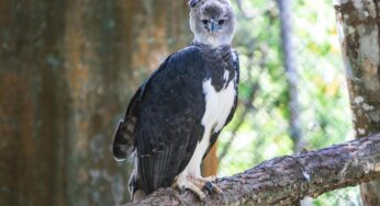 The 8 Largest Birds in the World: Discover the Biggest Bird on Earth